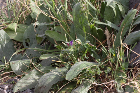 Echium sp.